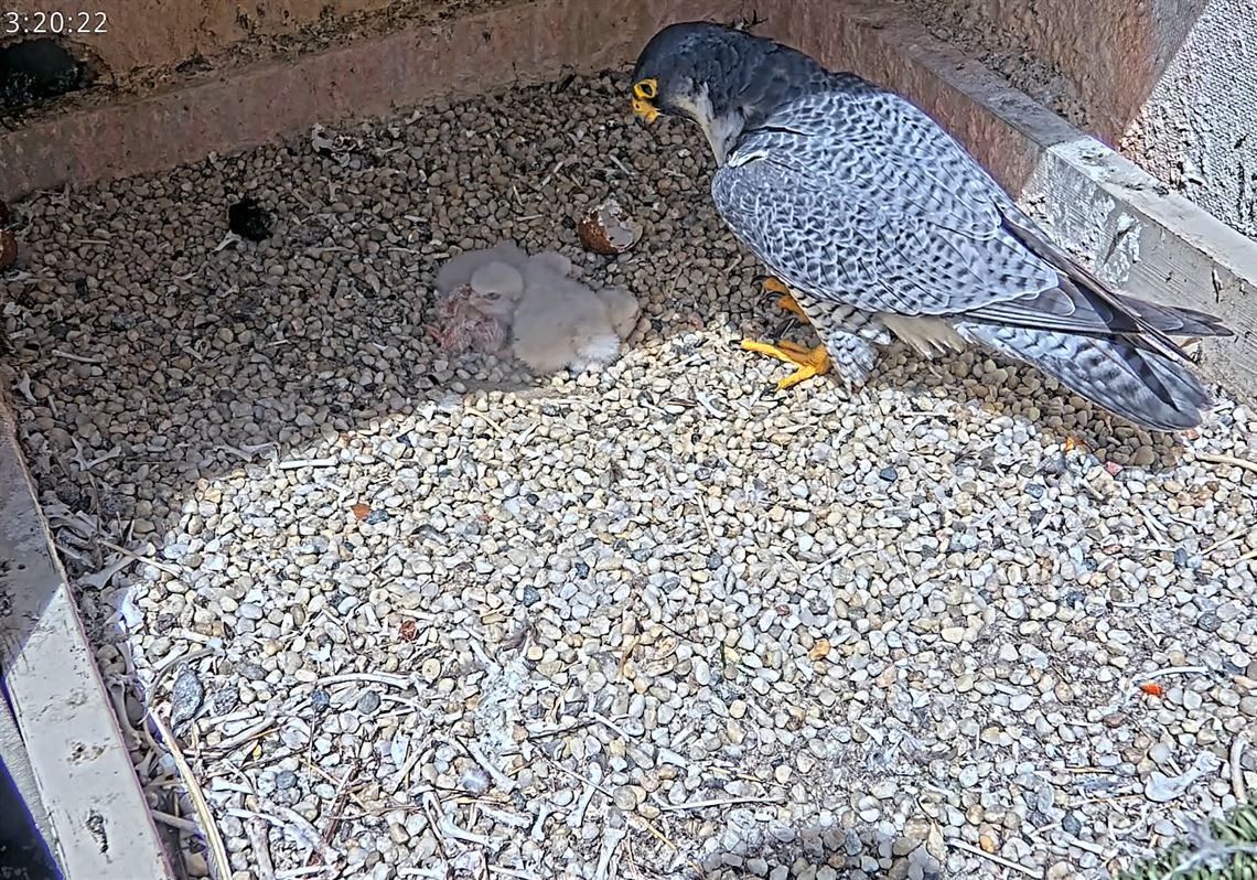 Young peregrine falcon dies weeks after being found injured in Oakland