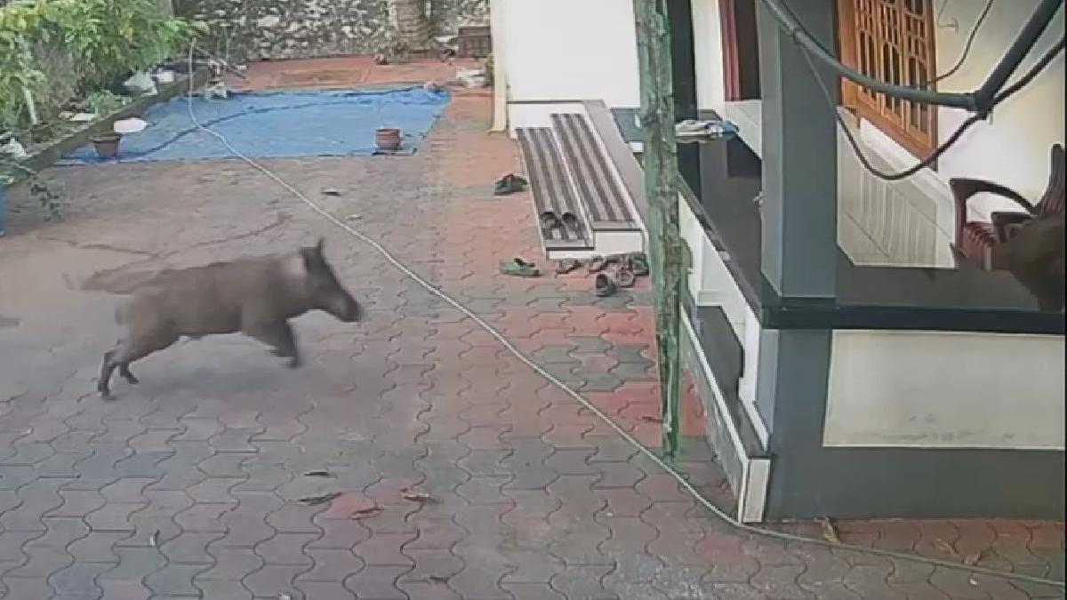 kozhikode Wild Boar Attack: 59-Year-Old Injured