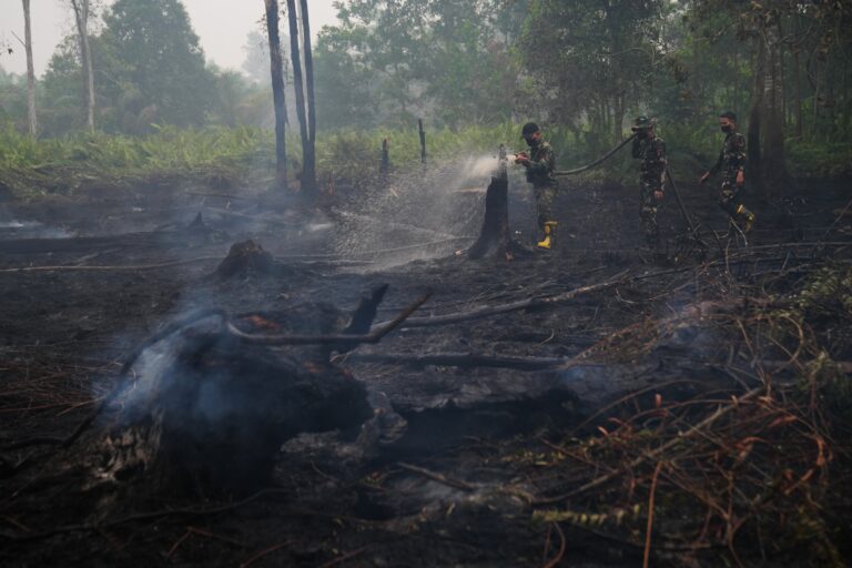 Wildfires threaten Indonesia’s orangutans as rescuers find injured animals