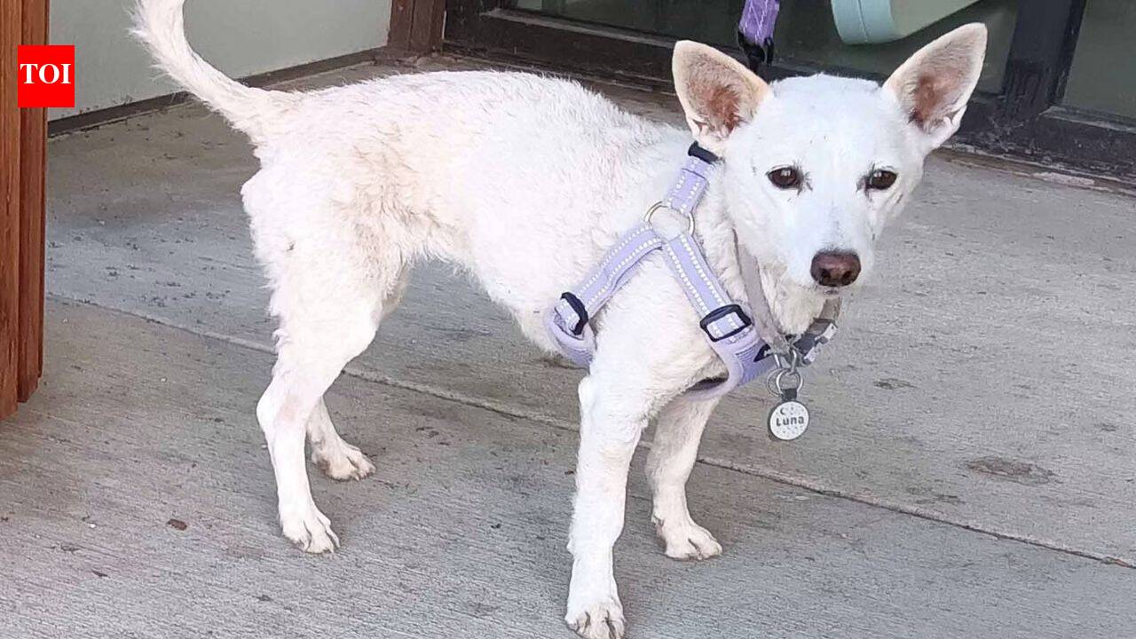 A 10-year-old Jack Russell terrier escaped a Yellowstone cabin and survived 34 days in the park; rescuers trapped her just before winter ended the search after she lost about 10 pounds, nearly half her weight |