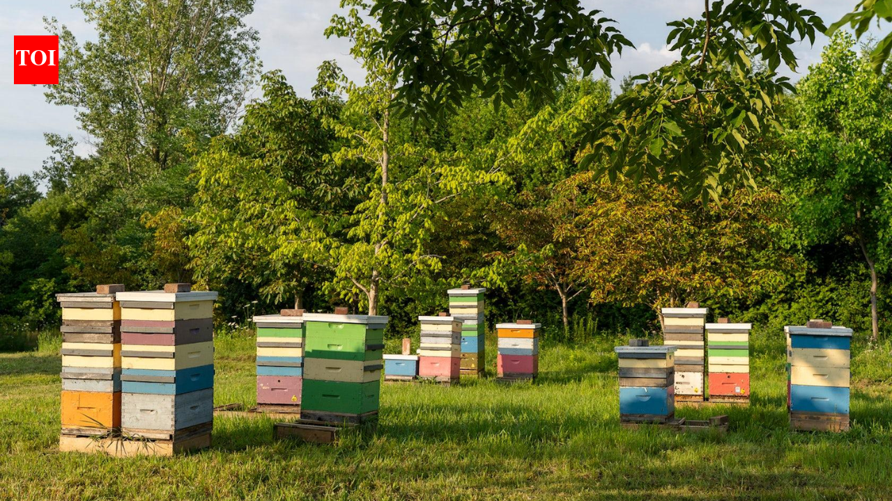 A Canadian conservation club with just four members plans to give nearly 100 forested acres on Thorah Island to a university; the property, valued around C$400,000, is used for isolated honeybee breeding research