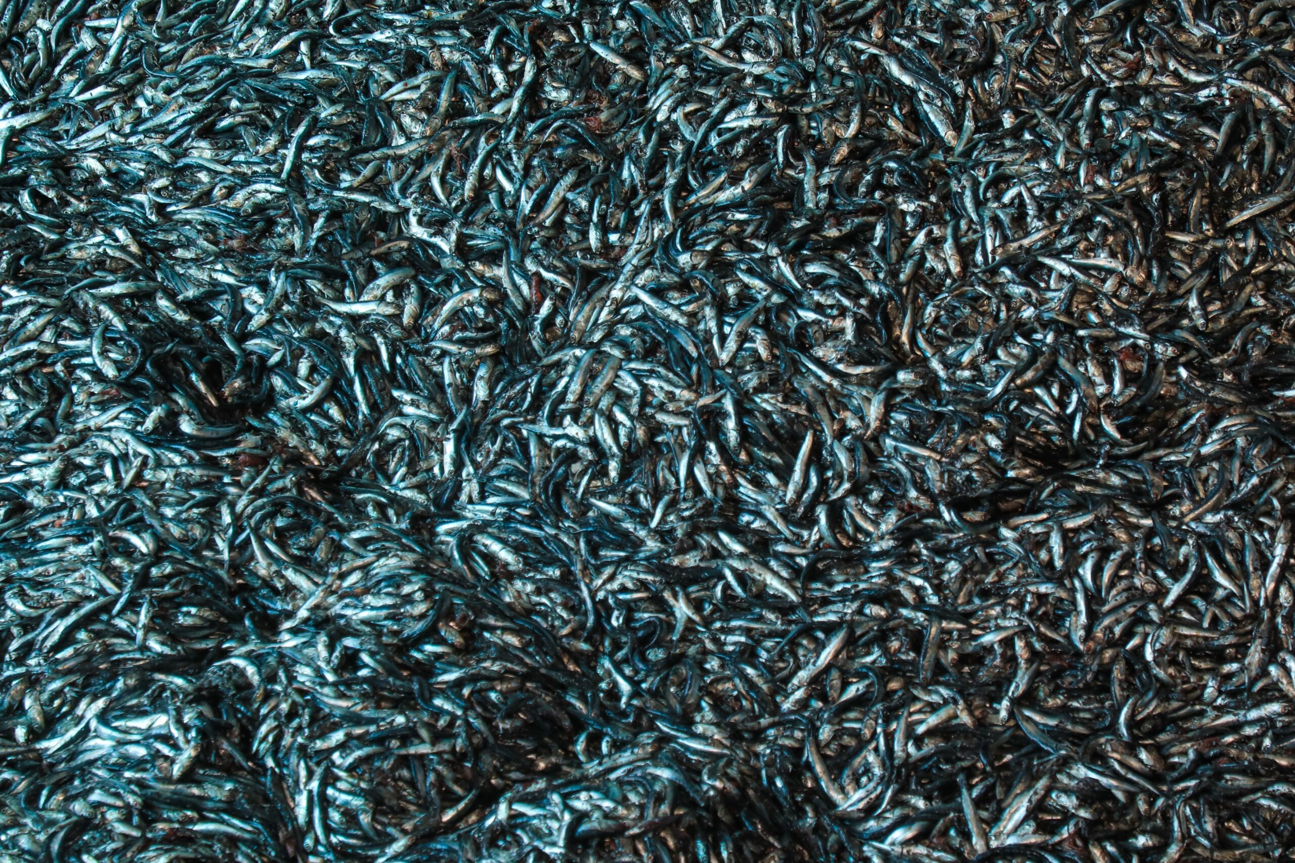 A chemical kept fishmeal from catching fire. Then scientists raised cancer concerns
