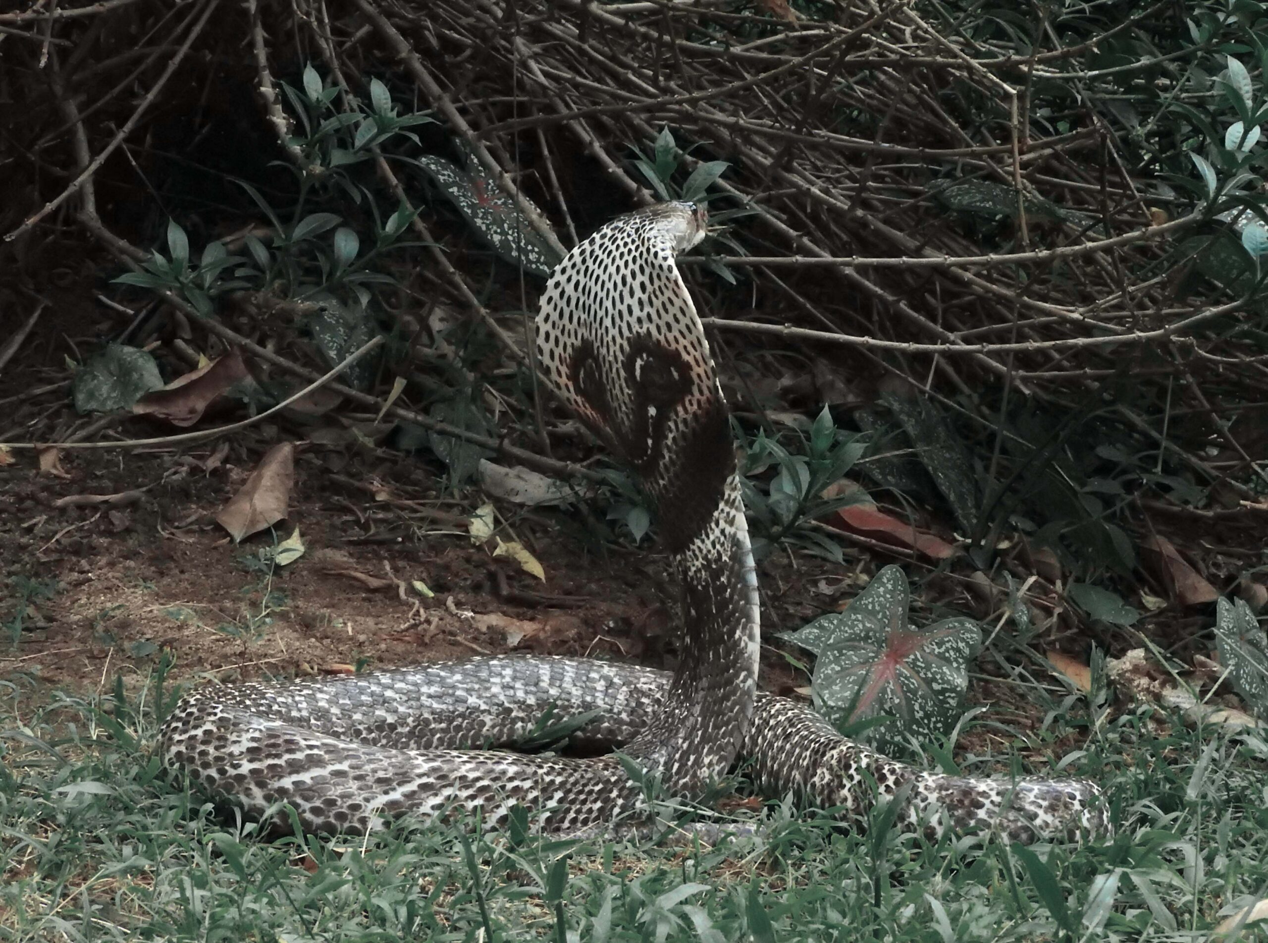 A study unravels the genetic mystery of a cobra divided by sea