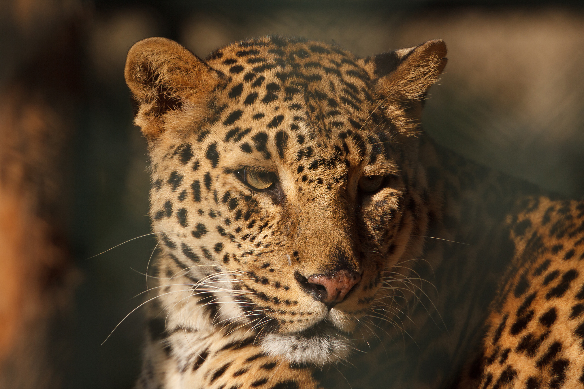 A leopard in the Central Zoo, Nepal.