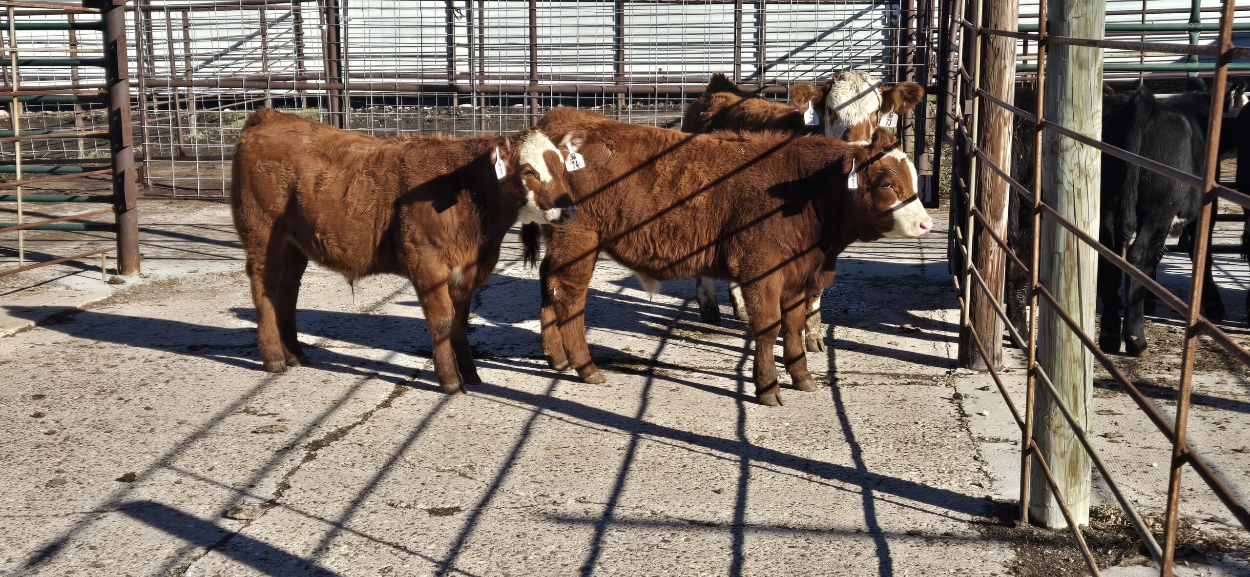 Agriculture News - Minot Daily News