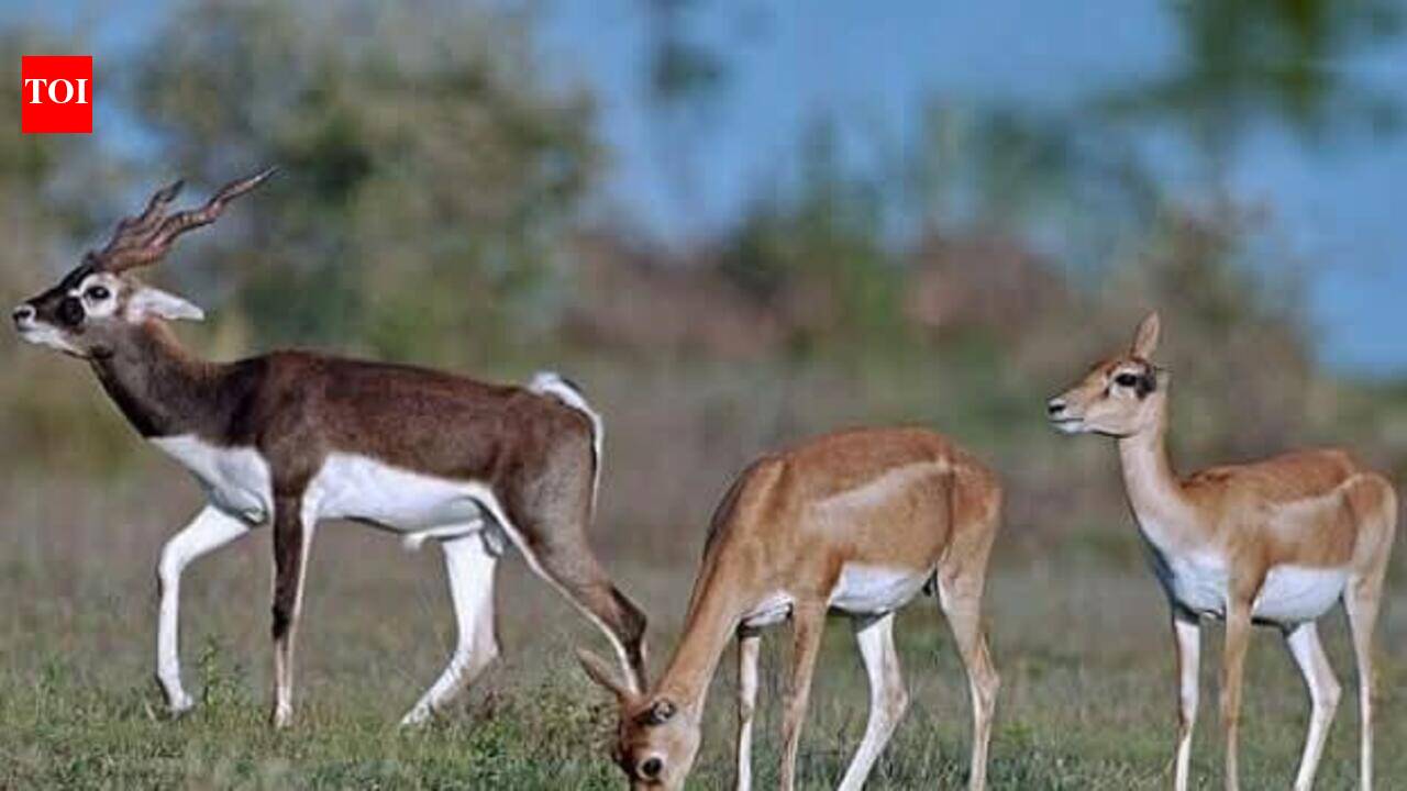 Amid conservation push, number of blackbucks in Prayagraj sanctuary rises to 604 | Prayagraj News