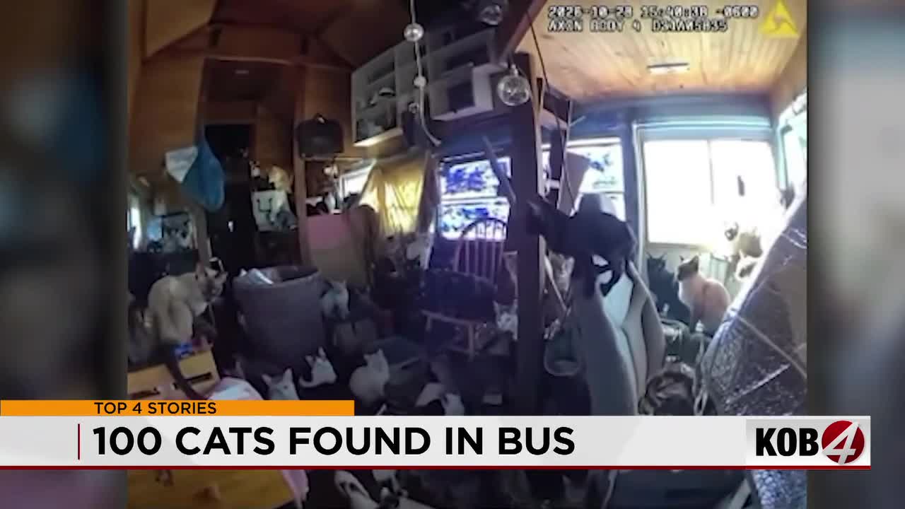 Animal Welfare still rescuing cats after bizarre bus encounter