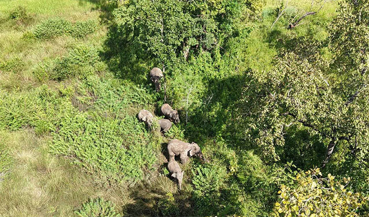 Authorities monitor six wild elephants moving into Kulen district