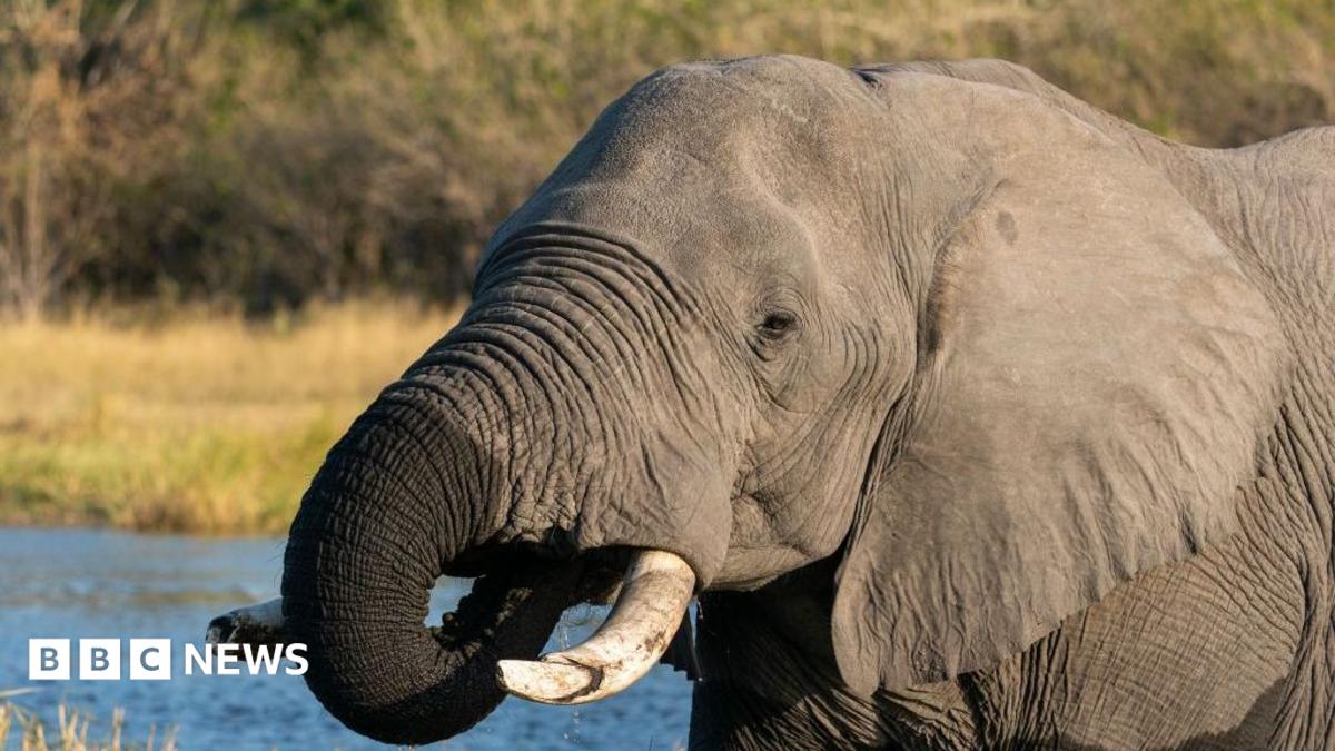 A close-up of an elephant with tusks