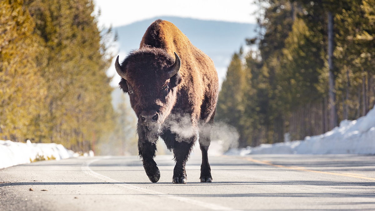Bison breath on a cool morning.