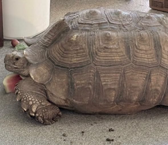 CHS reveals 60 pound tortoise up for adoption