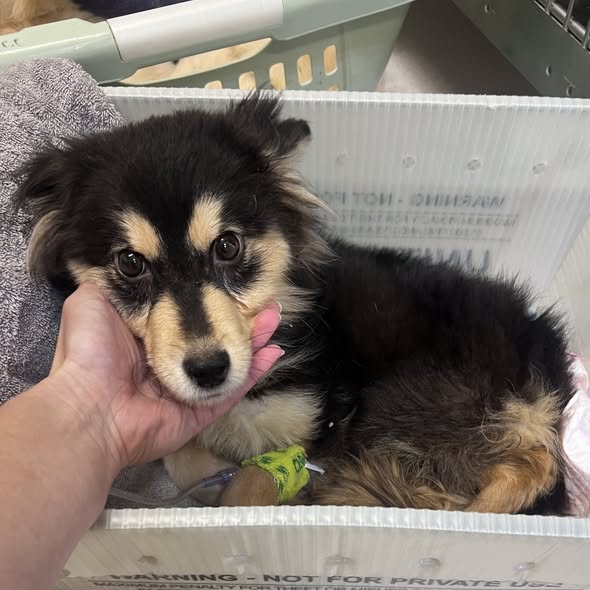 Capital Humane Society finds four emaciated, anemic dogs by Conestoga Lake