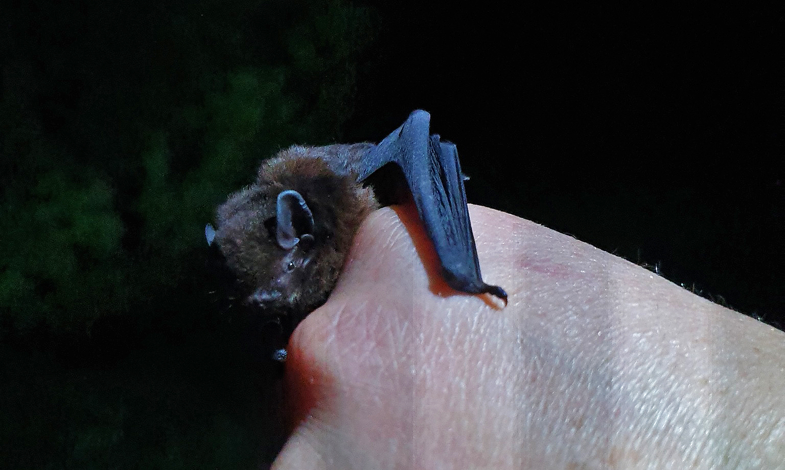 Celebrating ecologically important, poorly understood mammals
