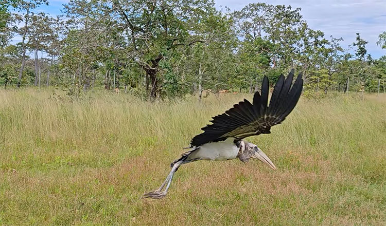Conservationists release second captive-bred greater adjutant into the wild