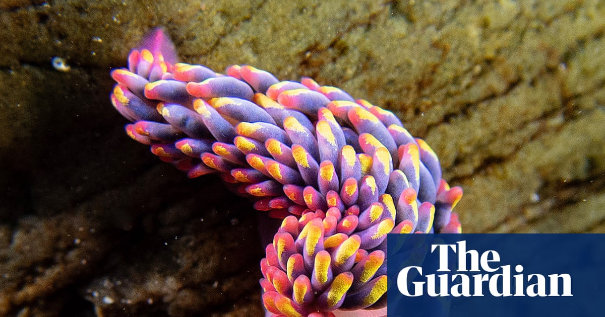 Country diary: Slugs? Dull? This one is pure showbiz | Invertebrates