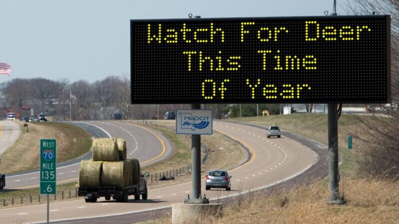 Deer Season Brings Safety Warning for Missouri Motorists
