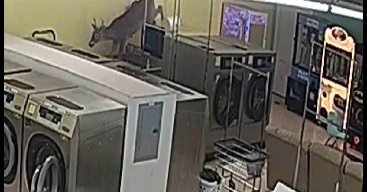 Deer crashes through North Carolina laundromat window, startling customers