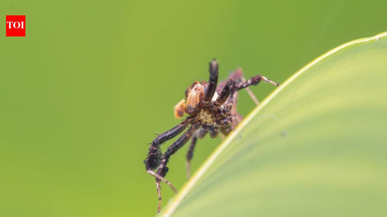 Do spiders dream? Researchers studying Australian jumping spiders have found sleep patterns resembling REM sleep, raising new questions about dream-like states in invertebrates