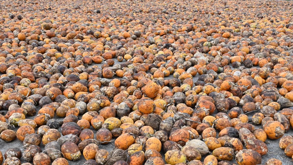 ED searches 16 places linked to smuggling of foreign-origin betel nut via the Indo-Myanmar border