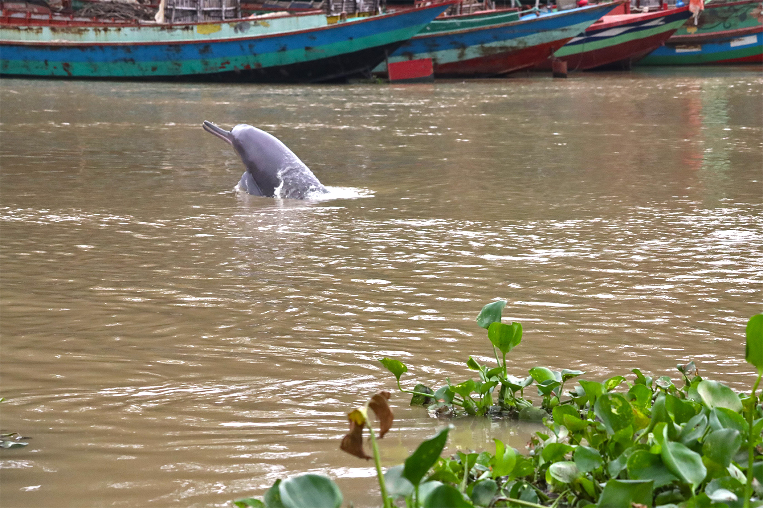 Endangered dolphins survive in a Bangladesh river so polluted it's 'not livable' for fish