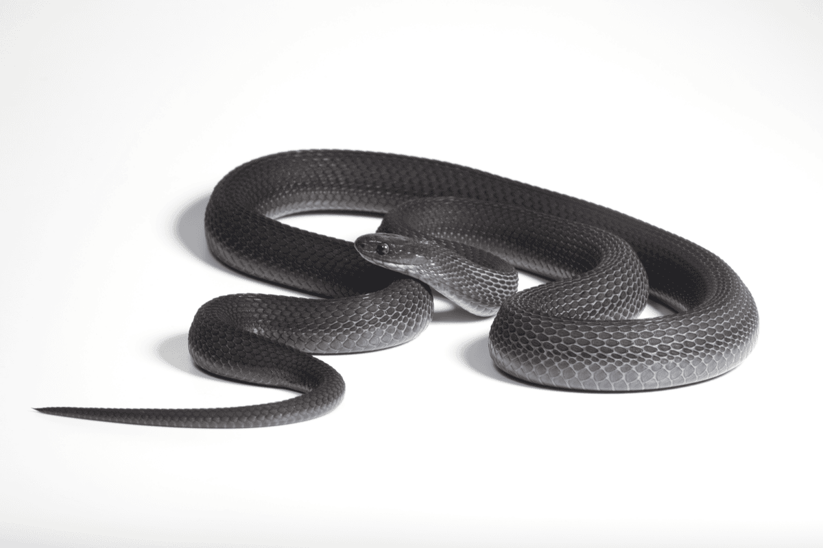 Ethiopian highlands yield a new species of egg-eating snake