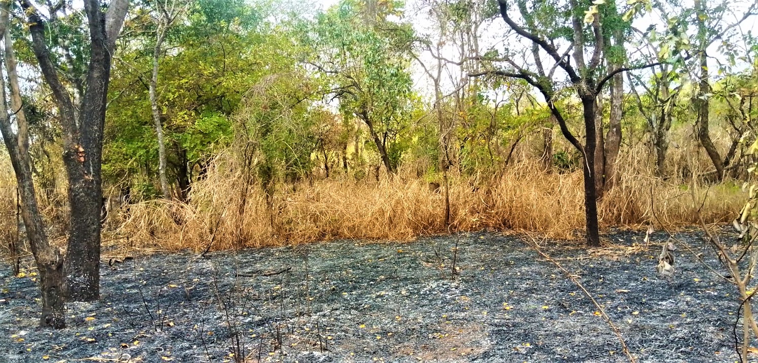 Burned forest area in Mozambique's Zambézia province. Image by Far Vubil.