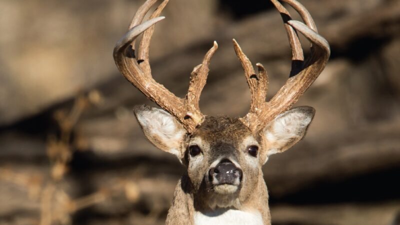 Hot Weather, Plentiful Acorns Blamed For Drop In Missouri Deer Harvest