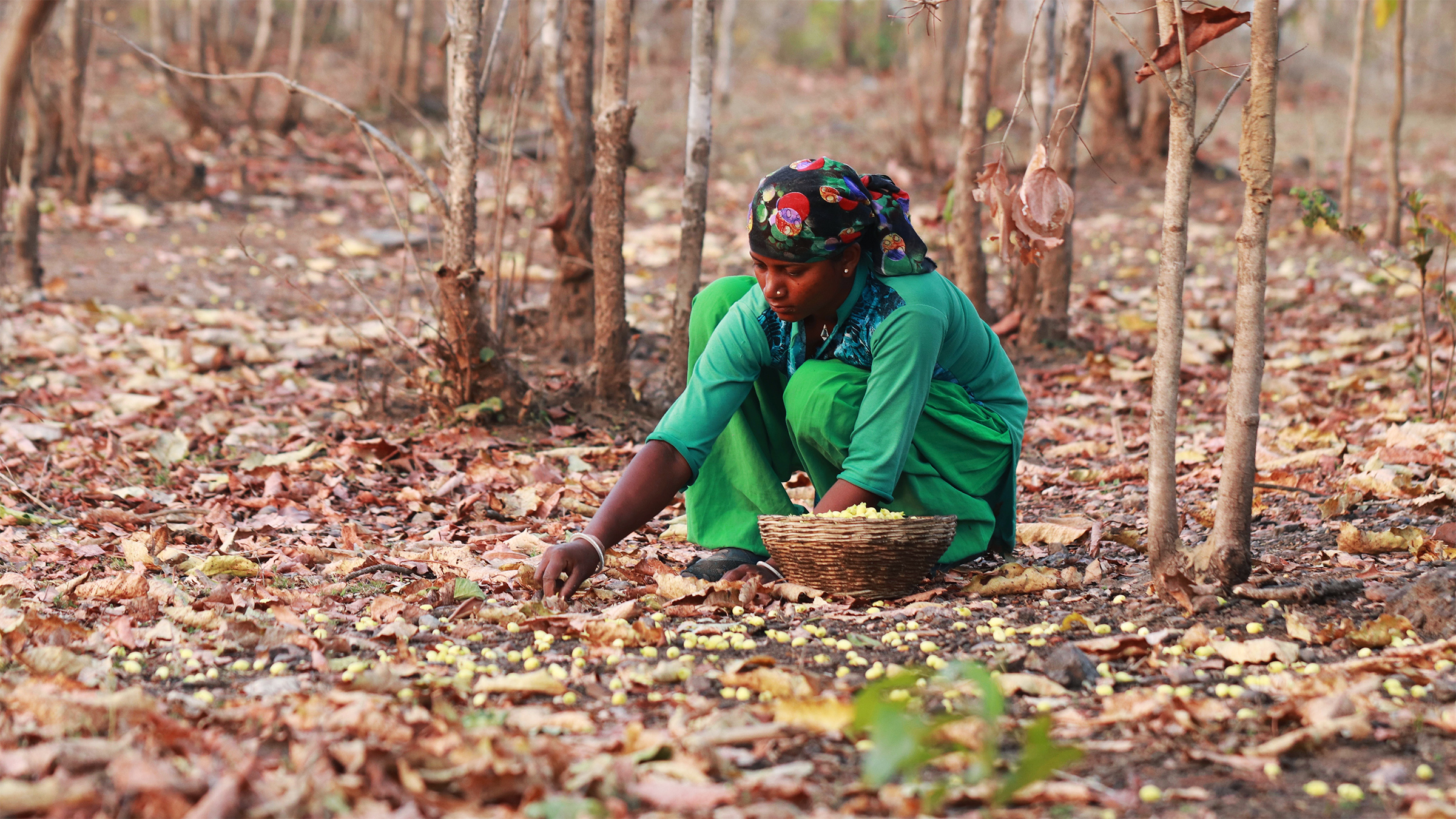 How Indian communities earn a living from more than forest timber