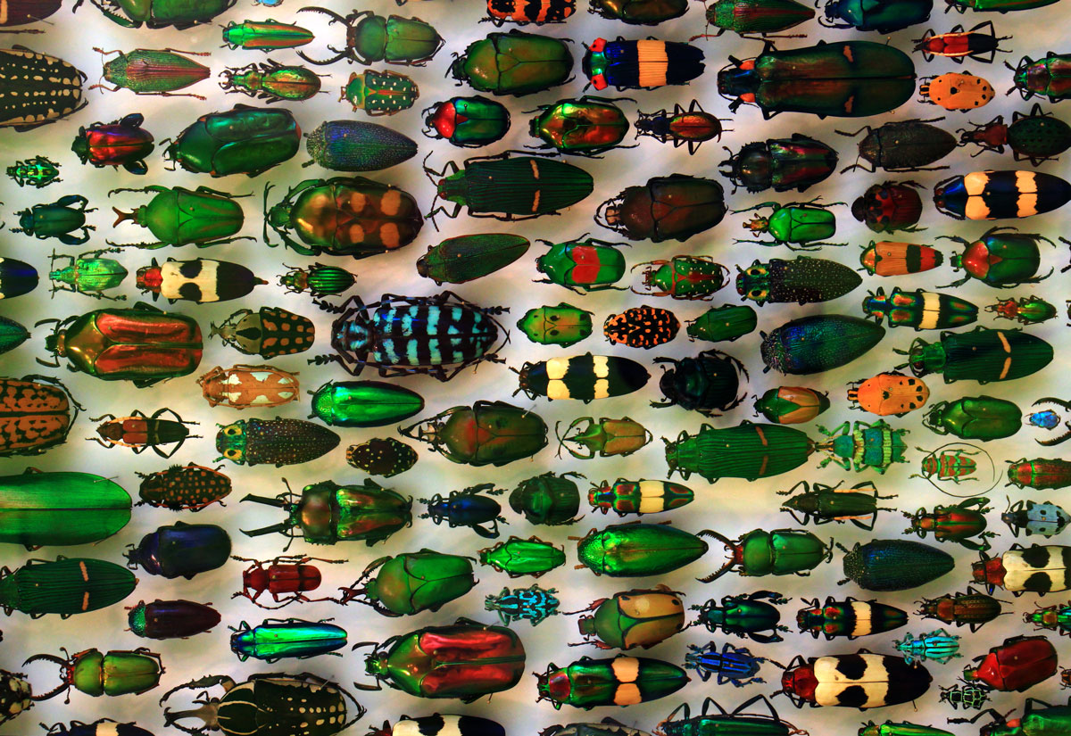 If we don’t start counting insect populations, we won’t know what we're losing (commentary)