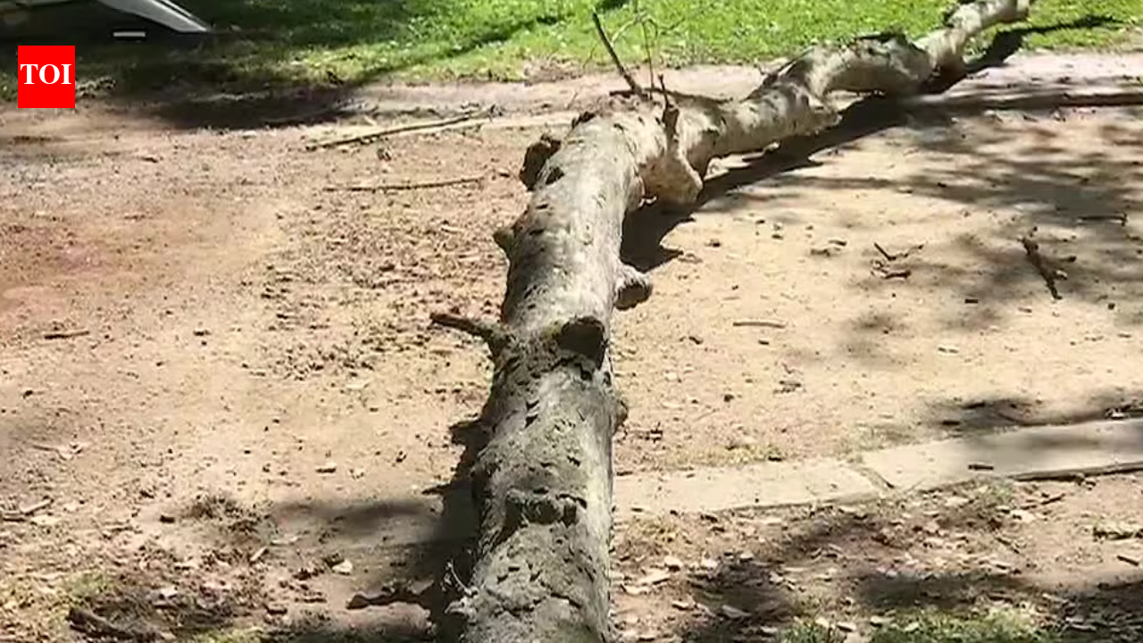 In 2020, a 30-foot dead tree limb fell on a 28-year-old physics student jogging in a Sacramento park; six years later, a jury awarded him $33.3 million after finding the city responsible