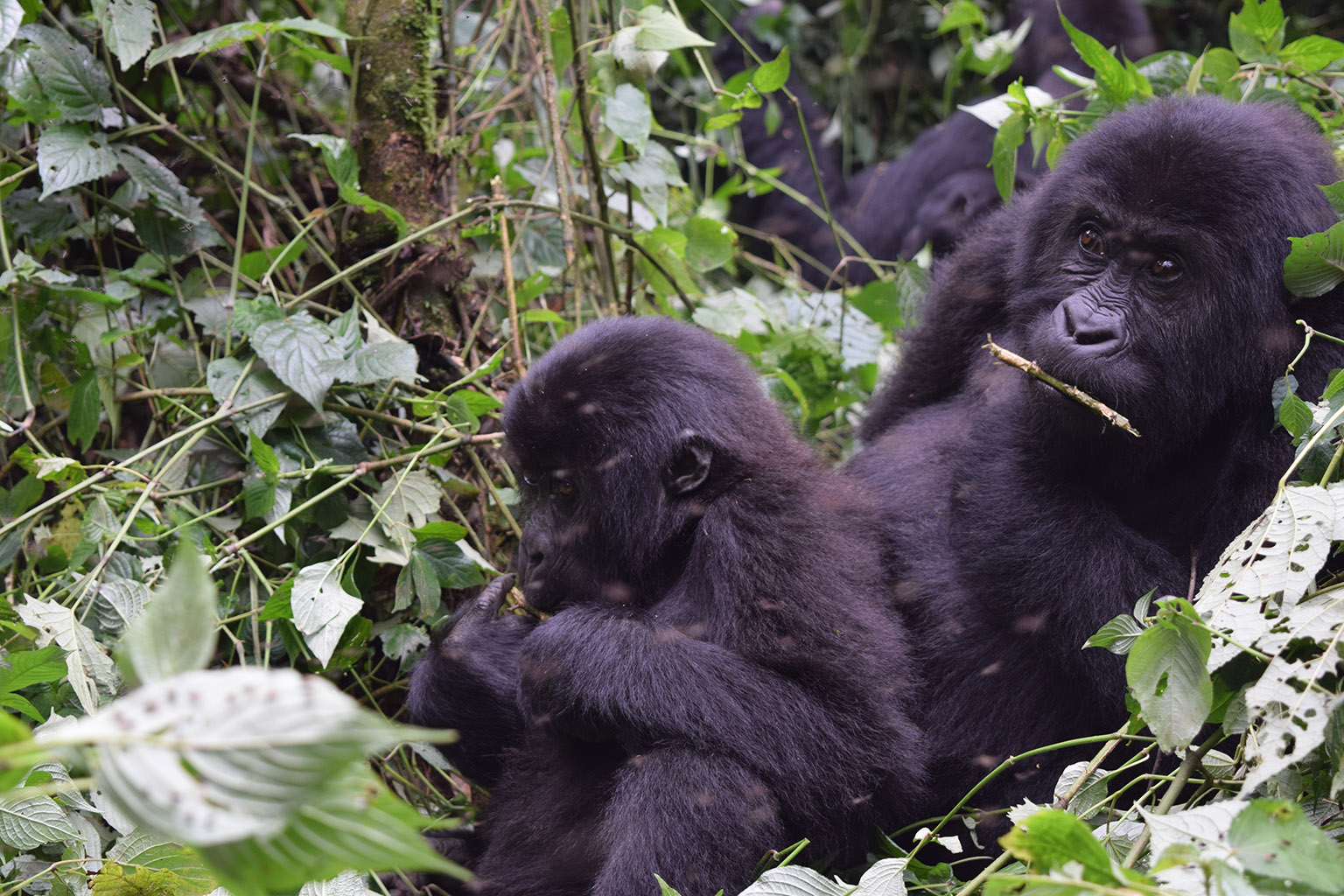 In a first for the DRC, a homegrown NGO will co-manage a wildlife reserve