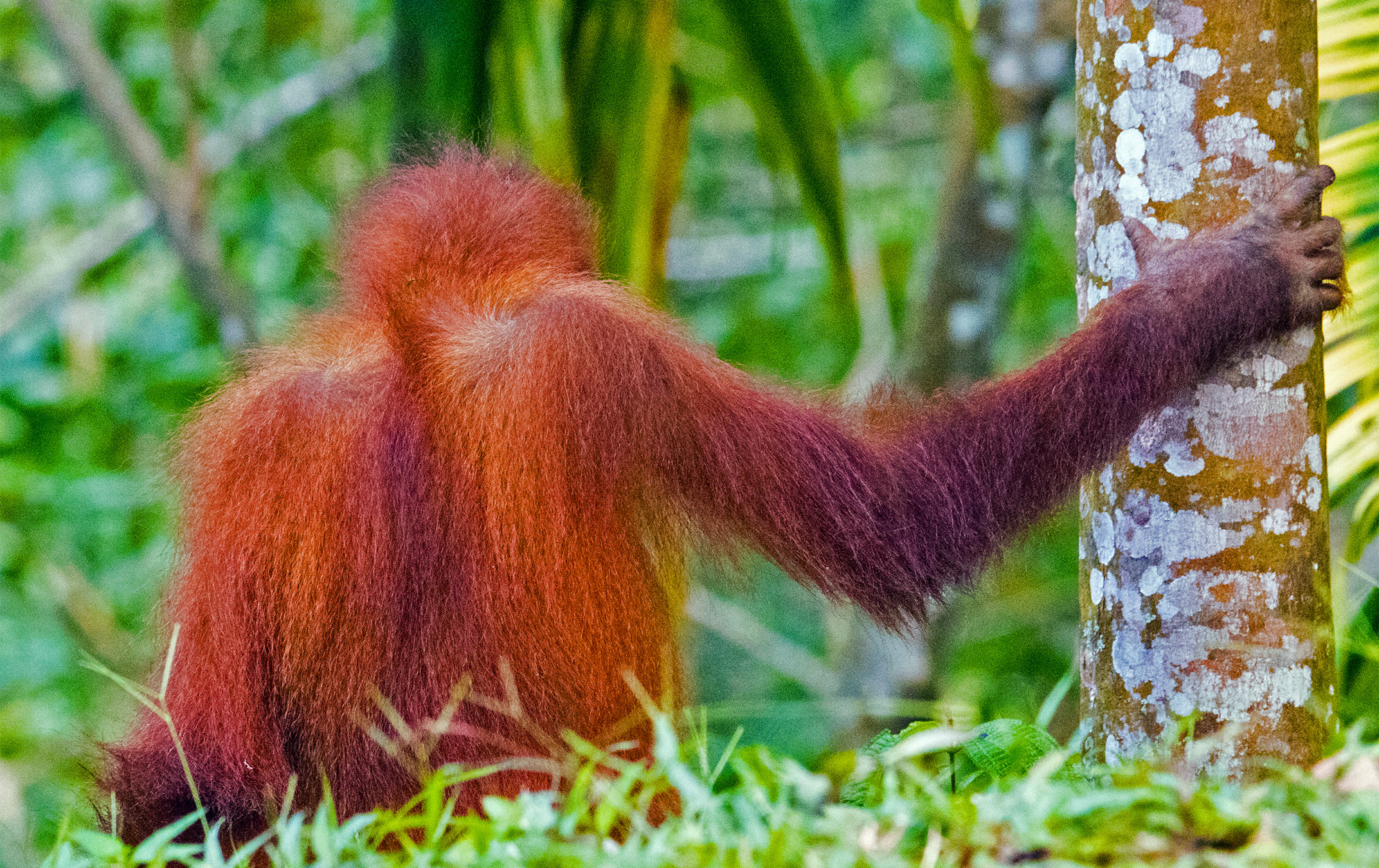 Indonesia threatens prison time for unauthorized downloads of forest data