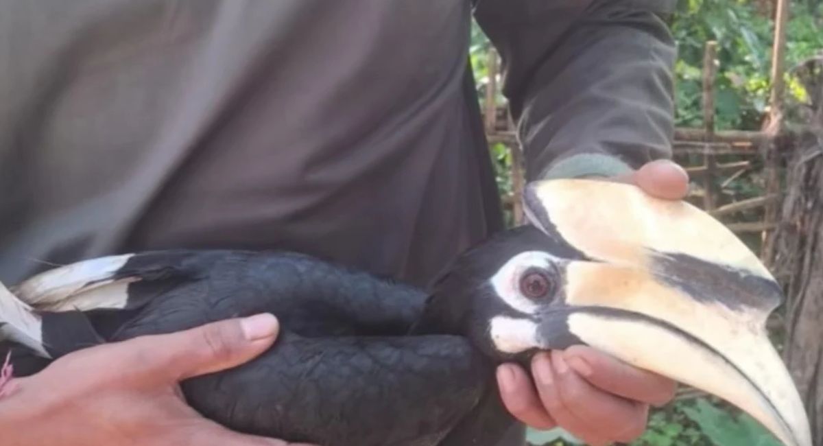 Injured Oriental Pied Hornbill rescued in Tinsukia