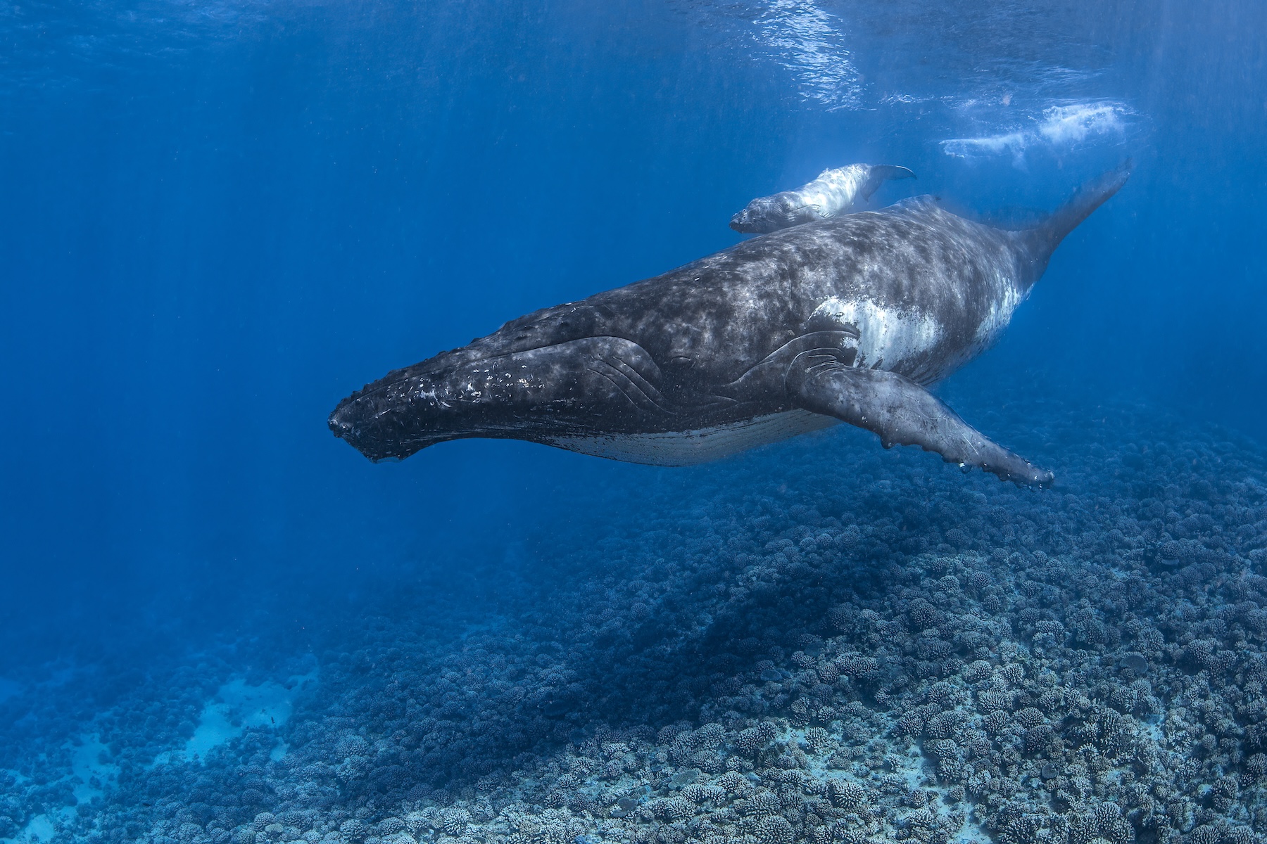 Humpback whale