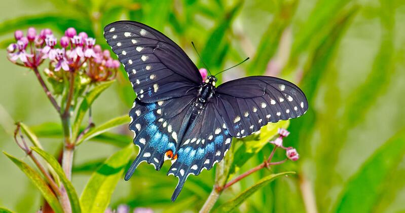 It's time for butterflies to being their fall migration