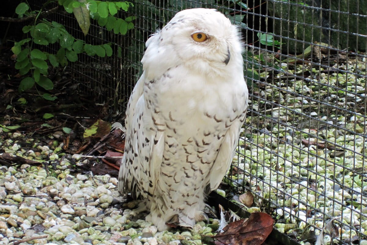 Legal loopholes and weak enforcement leave India's exotic pet trade hard to police