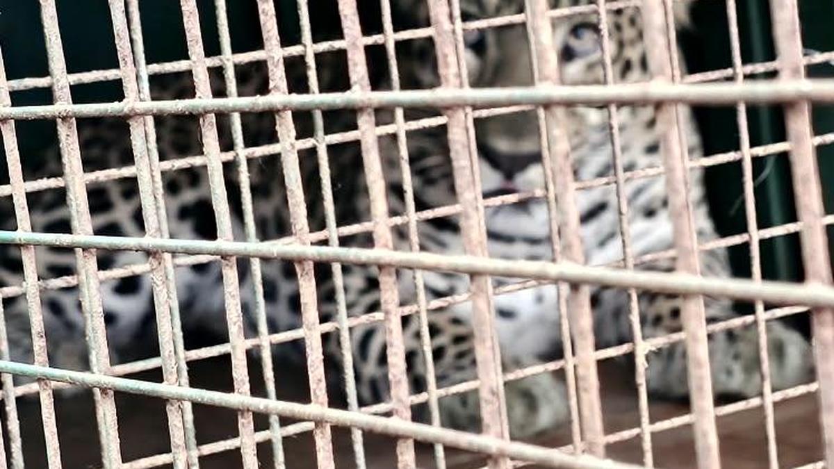 Leopard linked to man’s death, cattle kills caught near Hasanur