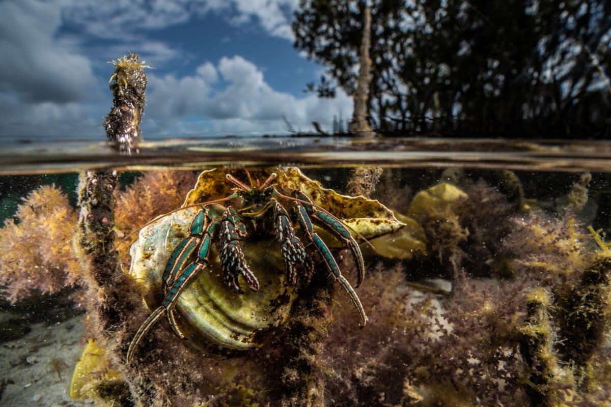 A low tide on hermit crab amid mangrove roots.