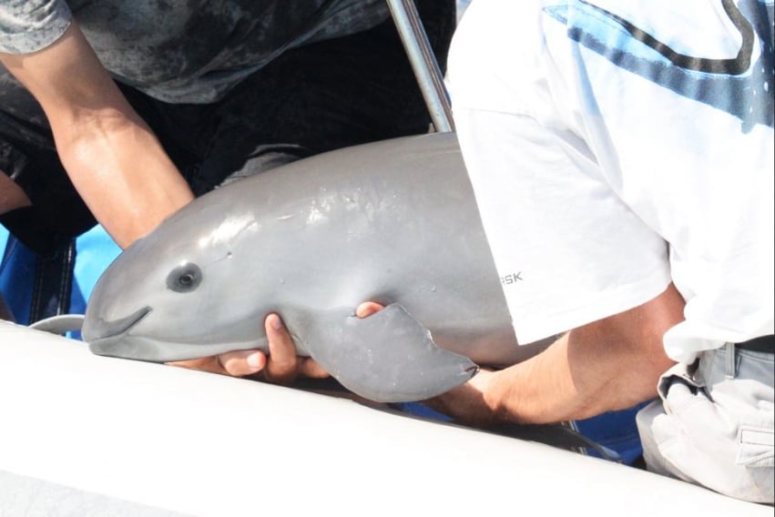 A man holds a small vaquita porpoise in his arms