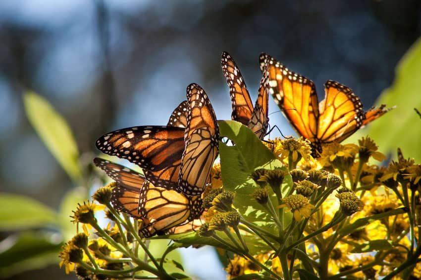 monarchs