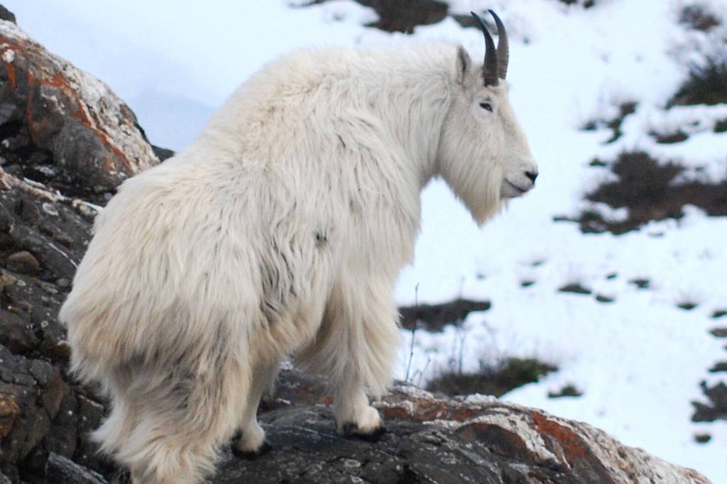 A male mountain goat above Lynn Canal. (Kevin White/Alaska Department of Fish and Game file photo)