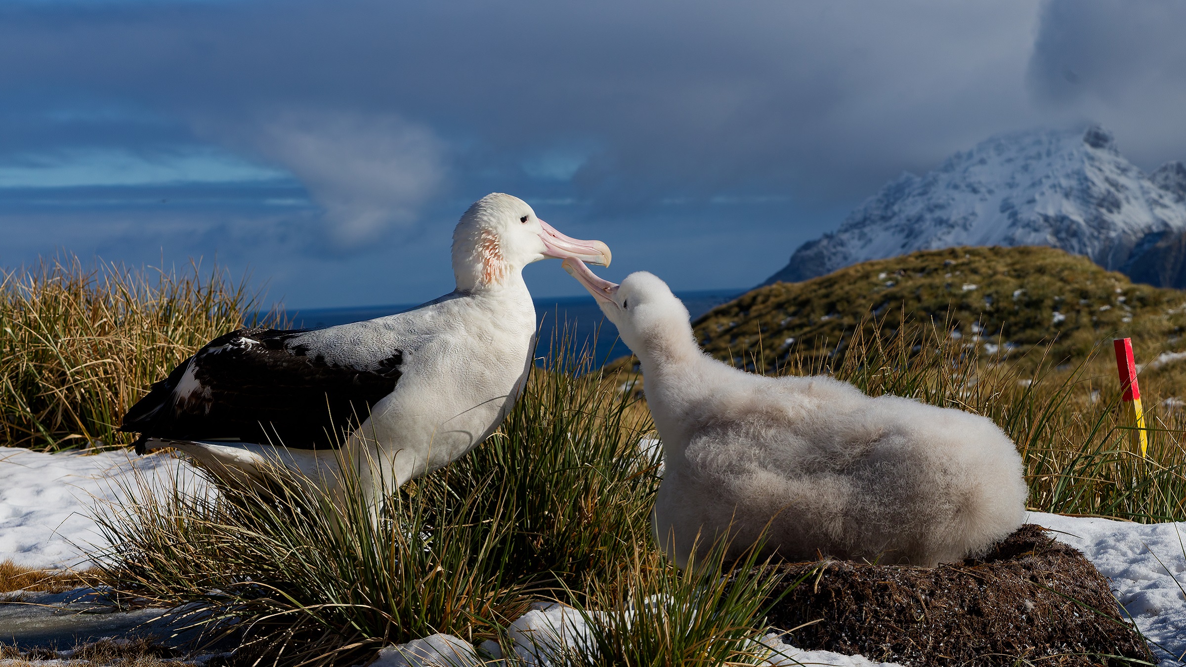 Nations at southern bluefin tuna meeting stop short of adopting new seabird protections
