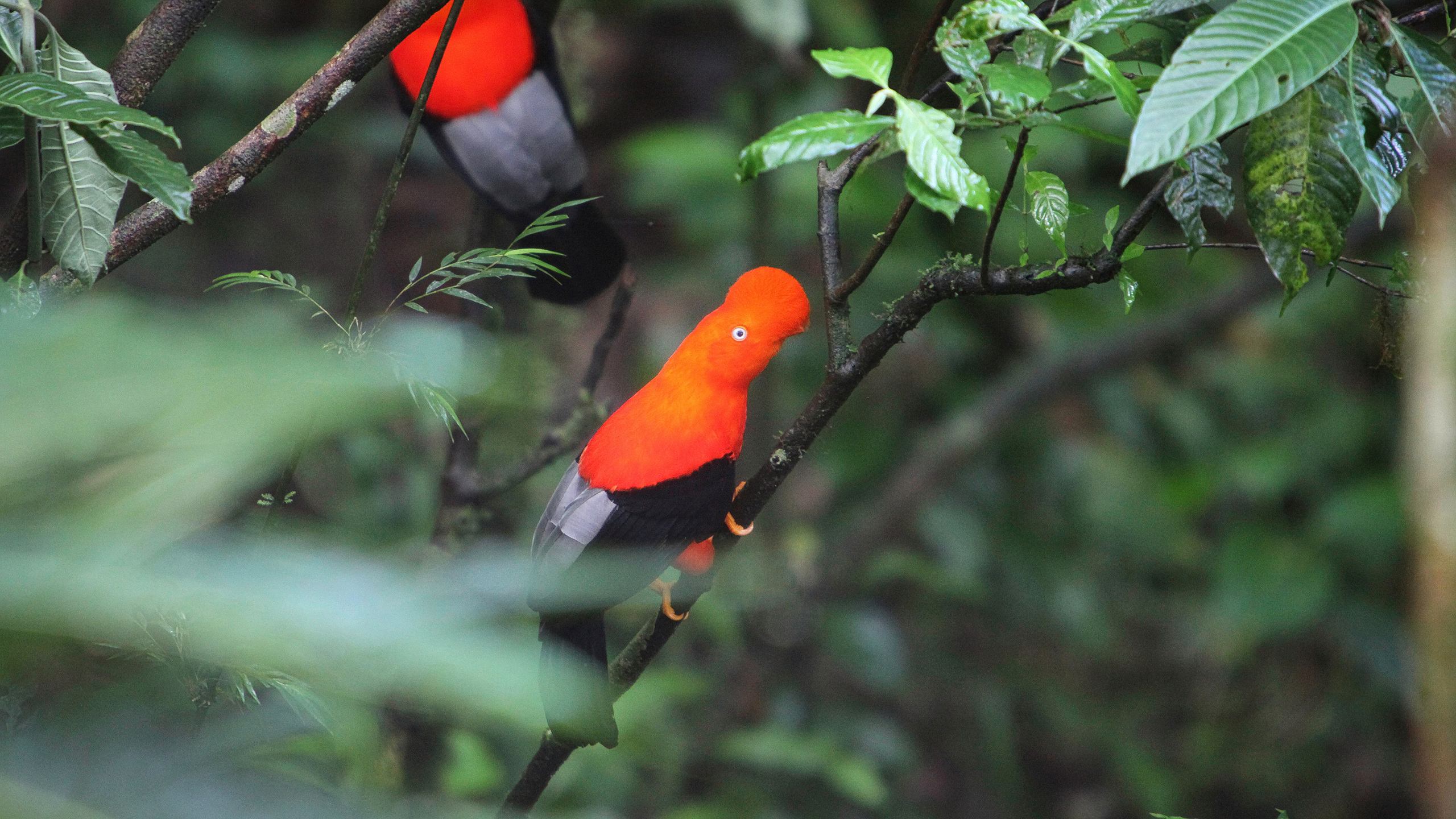 Nearly 90% of countries adopt biodiversity targets, but most remain off track