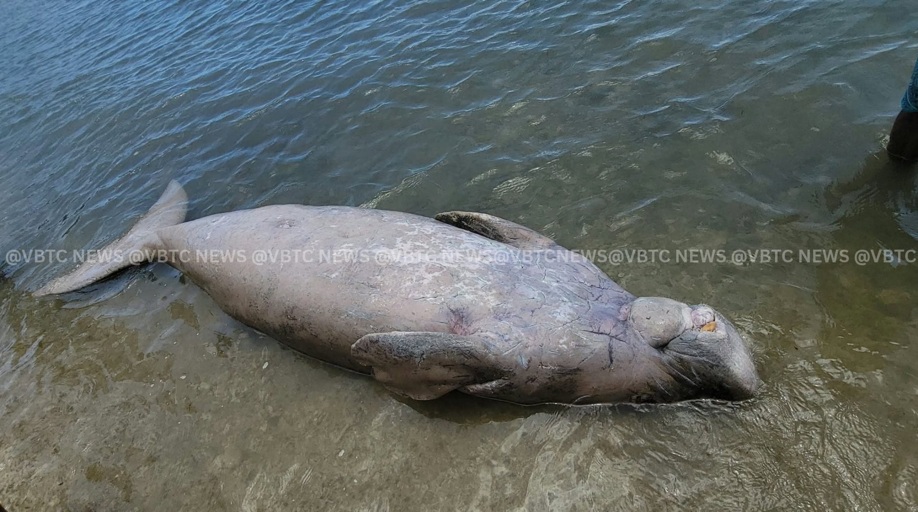 Nearly VT1 Million Penalty for Interfering With Protected Marine Life