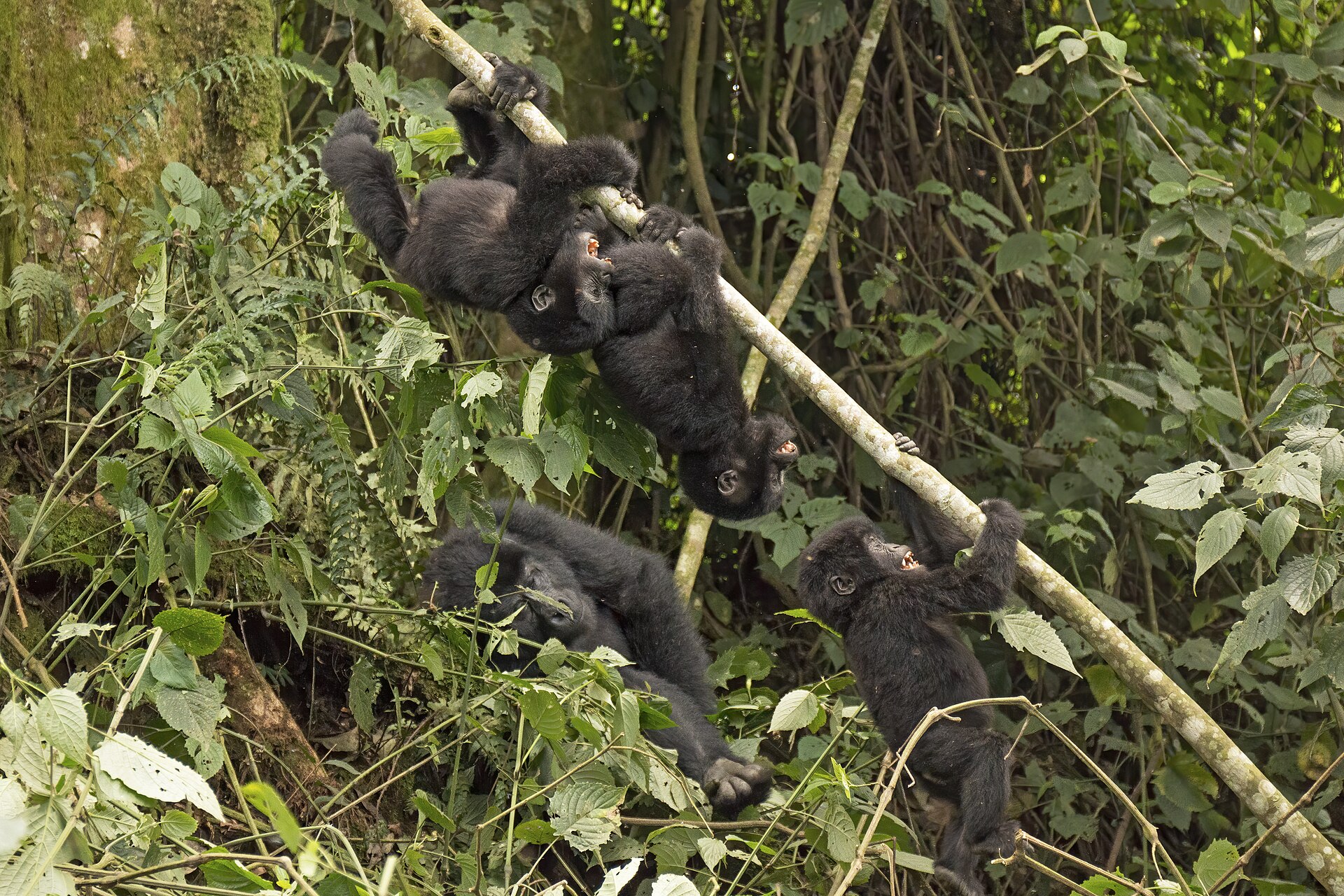 Netherlands pledges $500 million to help conserve tropical forests
