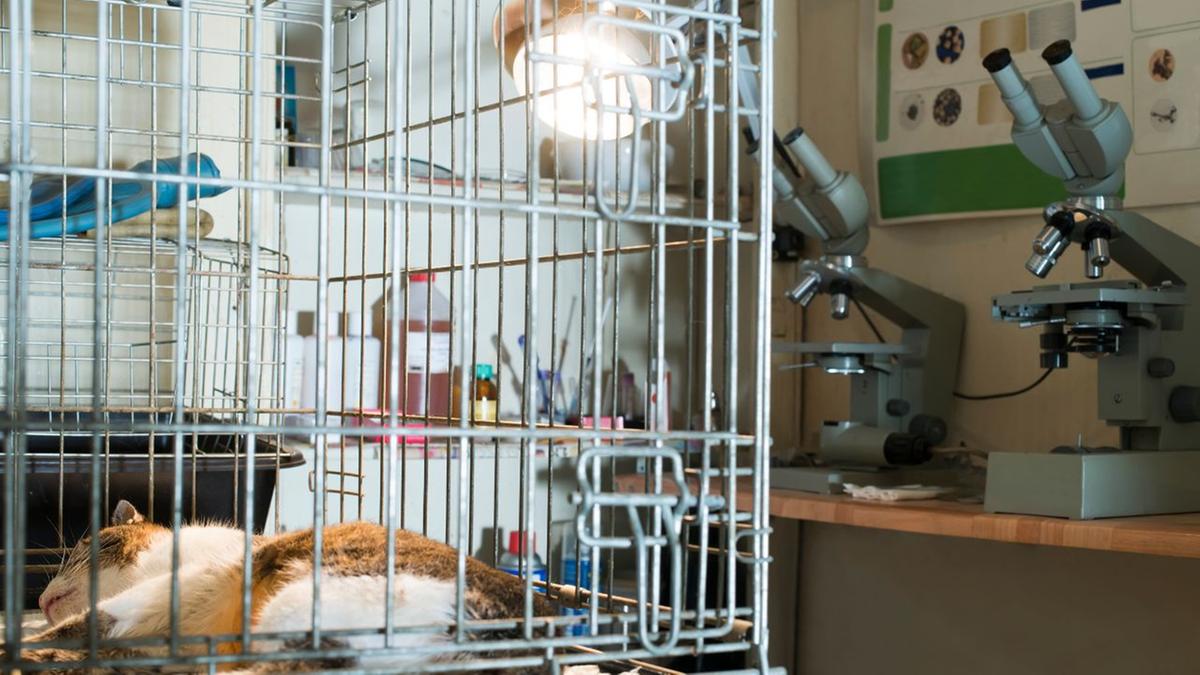 New draft rules for animal testing in India 2026