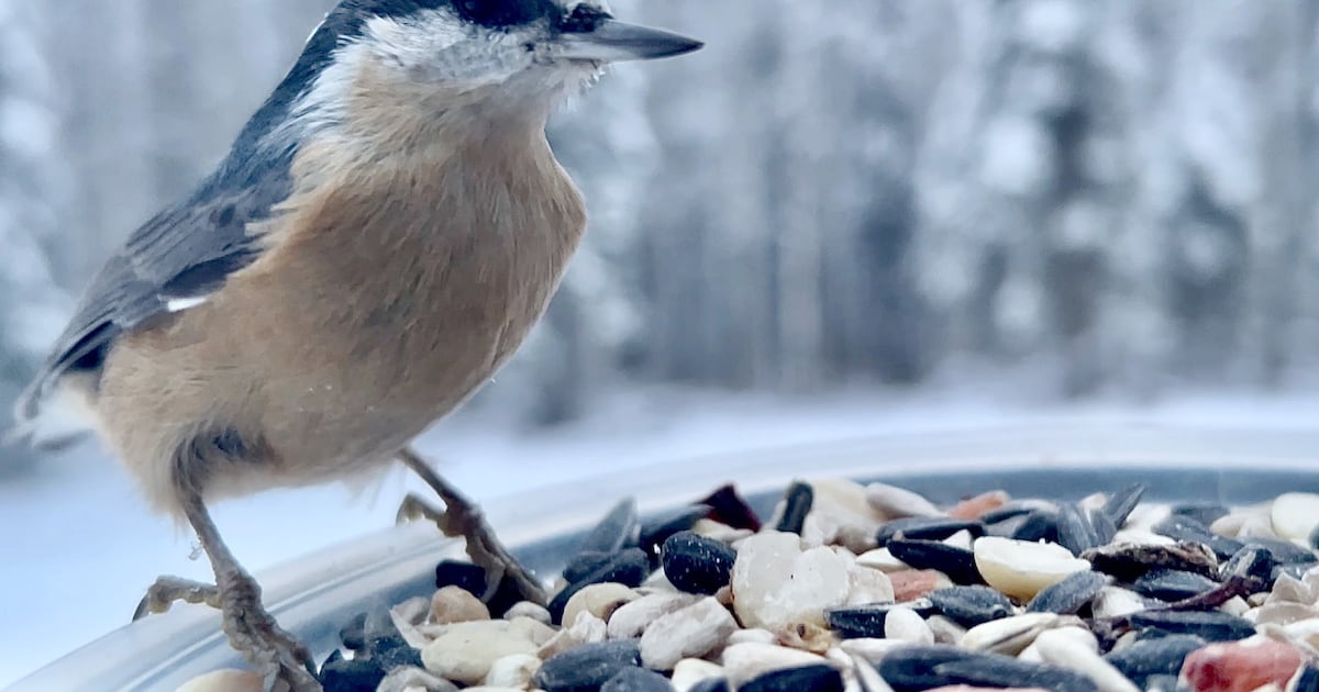Ornithological observations from the seat of a recliner in Two Rivers