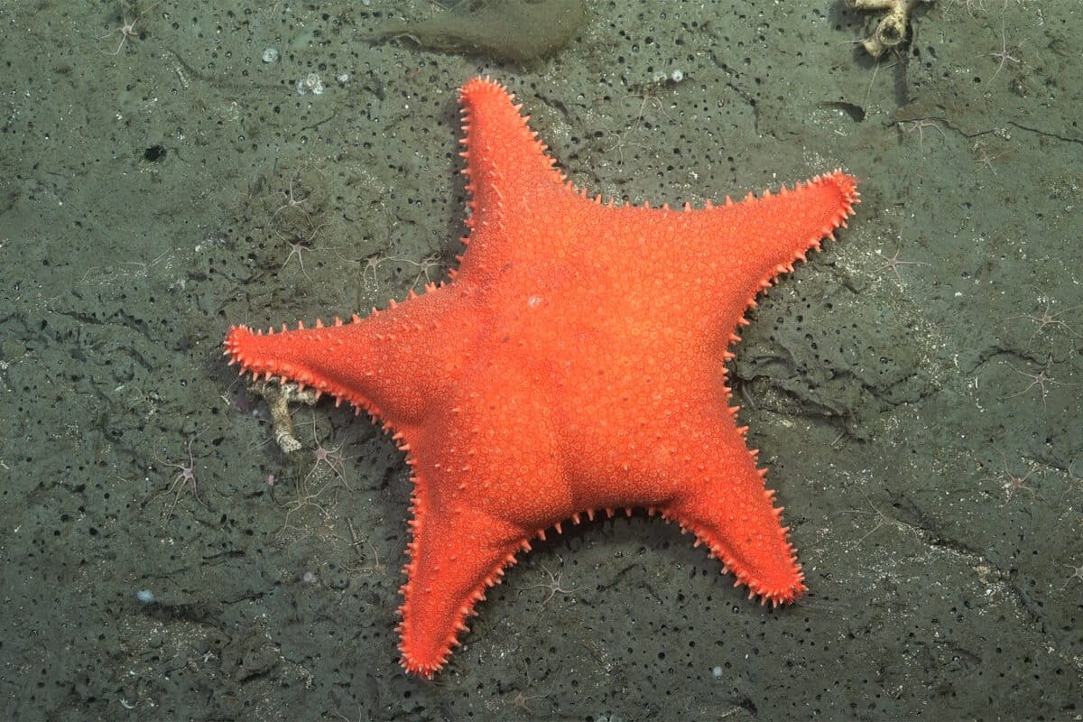 Vivid orange sea star became an internet sensation for its uncanny resemblance to the cartoon character Patrick Star