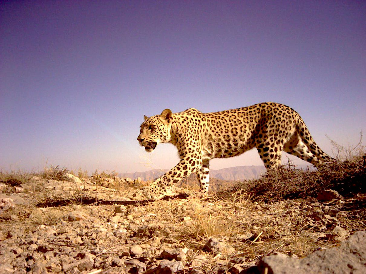 Persian leopards hang on in the Caucasus despite landmines
