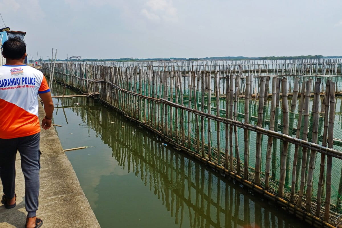A nature-based coastal defense and flood-control project in Pamarawan barangay, in Malolos City, in the Philippine province of Bulacan, on Sept. 28, 2026. Image by Oliver Samson for Mongabay.